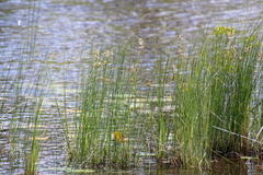 Cladium mariscoides