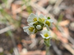 Draba cana