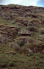 Euphorbia candelabrum