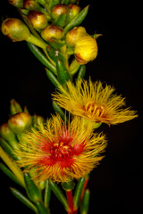 Verticordia grandiflora