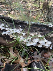 Gloeoporus dichrous