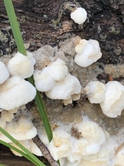 Gloeoporus dichrous