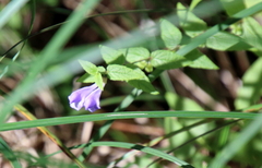 Scutellaria galericulata