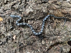 Pantherophis spiloides