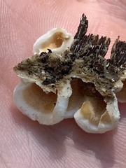 Gloeoporus dichrous