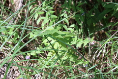 Scutellaria galericulata