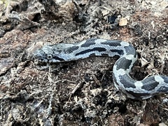 Pantherophis spiloides