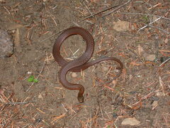 Thamnophis ordinoides