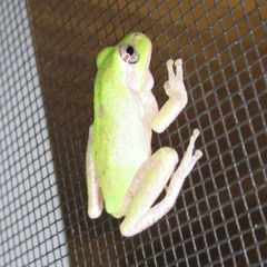 Hyla femoralis