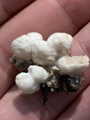 Gloeoporus dichrous