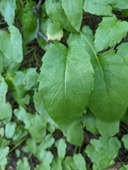Arnica cordifolia