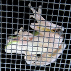 Hyla femoralis