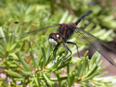 Leucorrhinia glacialis