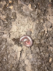 Diplopoda