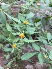 Bidens vulgata
