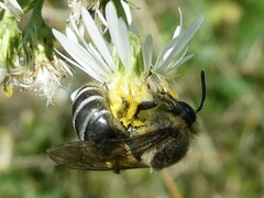 Colletes compactus