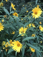 Helianthus