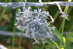 Pseudevernia consocians