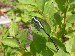 Octogomphus specularis