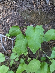 Arnica cordifolia