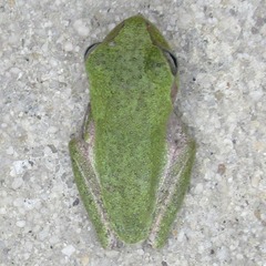 Hyla femoralis