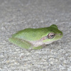 Hyla femoralis