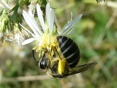 Colletes compactus