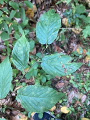 Betulaceae