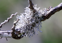 Pseudevernia consocians
