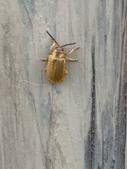 Galerucella calmariensis