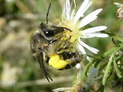 Colletes compactus