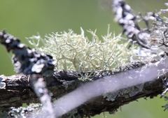 Evernia mesomorpha