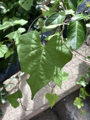 Ipomoea alba