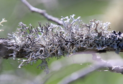 Pseudevernia consocians