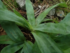 Carex platyphylla