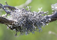 Pseudevernia consocians
