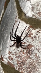 Segestria florentina