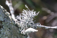 Pseudevernia consocians