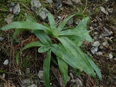 Carex platyphylla