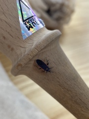 Melacoryphus lateralis