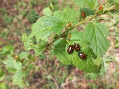 Calligrapha mexicana