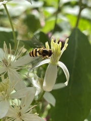 Syrphus rectus