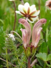 Pedicularis capitata