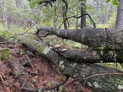Pleurotus pulmonarius