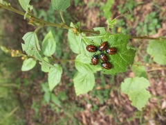 Calligrapha mexicana