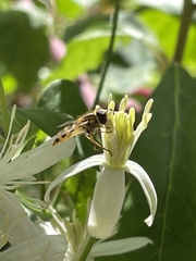 Syrphus rectus