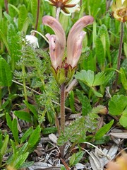Pedicularis capitata