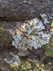 Peltigera canina
