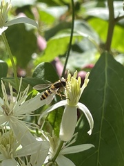 Syrphus rectus