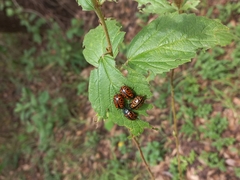 Calligrapha mexicana